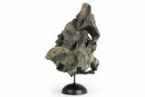Fossil Sauropod Dorsal Vertebra with Metal Stand - Colorado #351327-1